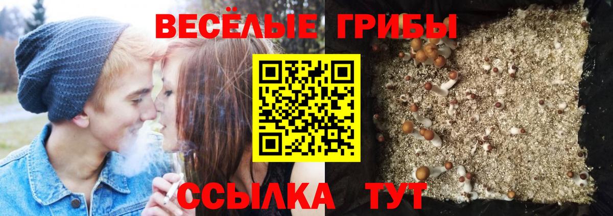 Воткинск  Галлюциногенные грибы Psilocybe  Вход с VPN  Псилоцибиновые грибы прущие грибы 